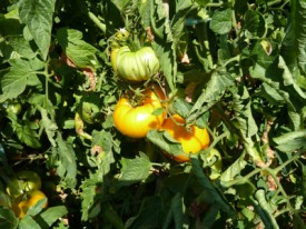 jardin potager en été