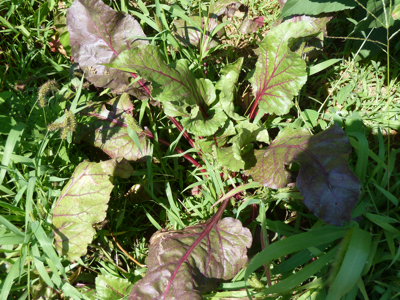 jardin potager en été