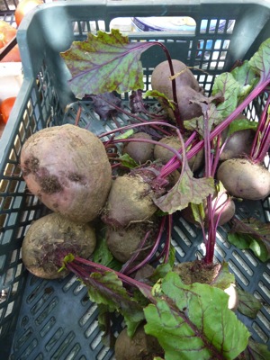jardin potager en été
