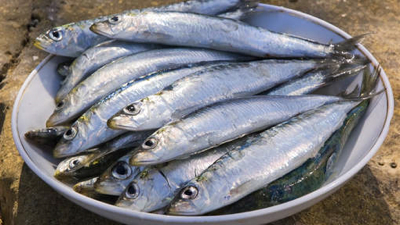 sardine portugaise