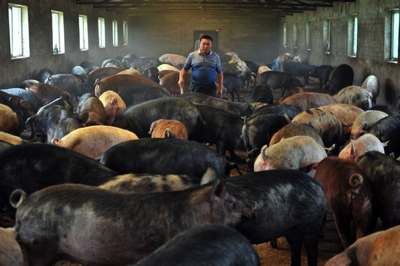élevage de porc en Chine