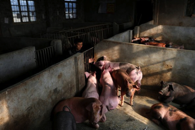 élevage de porc en Chine