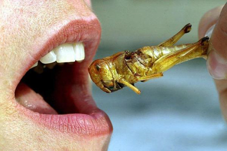 Insectes comestibles: manger des insectes… vraiment?