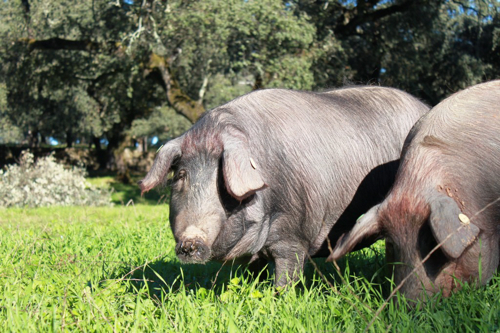 cochons iberiques