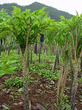 konjac plantation