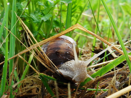 escargot