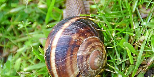 escargot