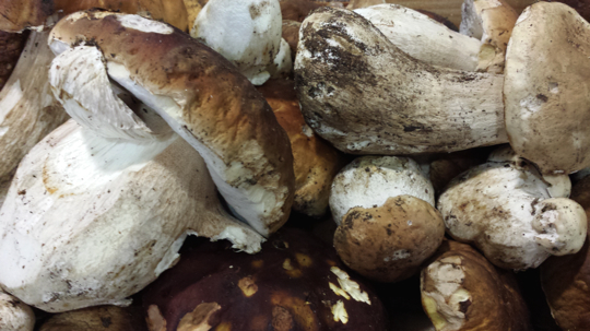 cèpes frères Pourcel