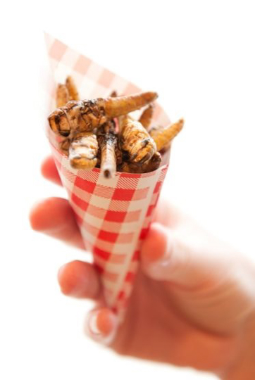 Manger-des-insectes