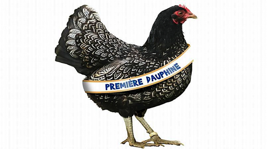 poule