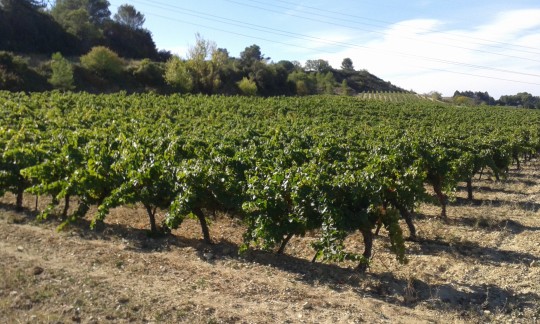 domaine galtier Languedoc