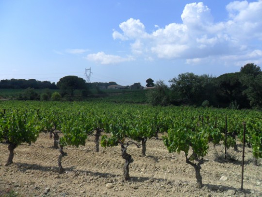 domaine galtier Languedoc