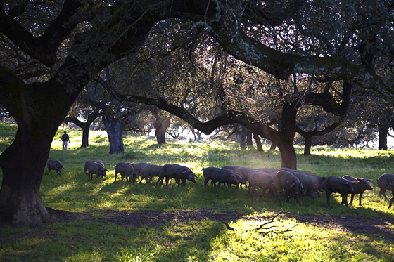 Porc Iberique