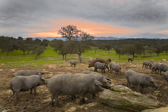 Porc Iberique