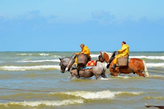 La pêche de crevette à cheval à Coxyde désormais classée Patrimoine immatériel de l'Unesco