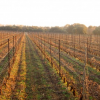 Le vin du mois : mars au domaine La Terrasse d’Elise