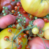 Tomat’ & Co… dans un Jardin des Sens !
