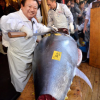 Tokyo : des centaines de milliers d’euros pour un thon rouge