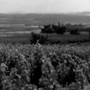 Le vin du mois : domaine Villa Serra – Minervois