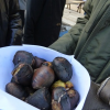 Châtaignes, Pommes reinettes, Oignons doux et Noix pour fêter l’automne au Vigan dans les Cévennes