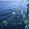 50 ans seraient nécessaires pour reconstituer les stocks de poissons mondiaux… encore faudrait il que la volonté soit forte