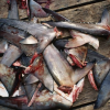 Ailerons de requins, l’état de New York interdit sa commercialisation