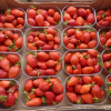 Les fraises de pays arrivent ! … Saviez-vous que c’est bon pour lutter contre le cholestérol?