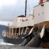 La pêche à la baleine autorisée en Norvège alimente le marché japonais