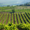 L’Espagne se classe premier vignoble au monde